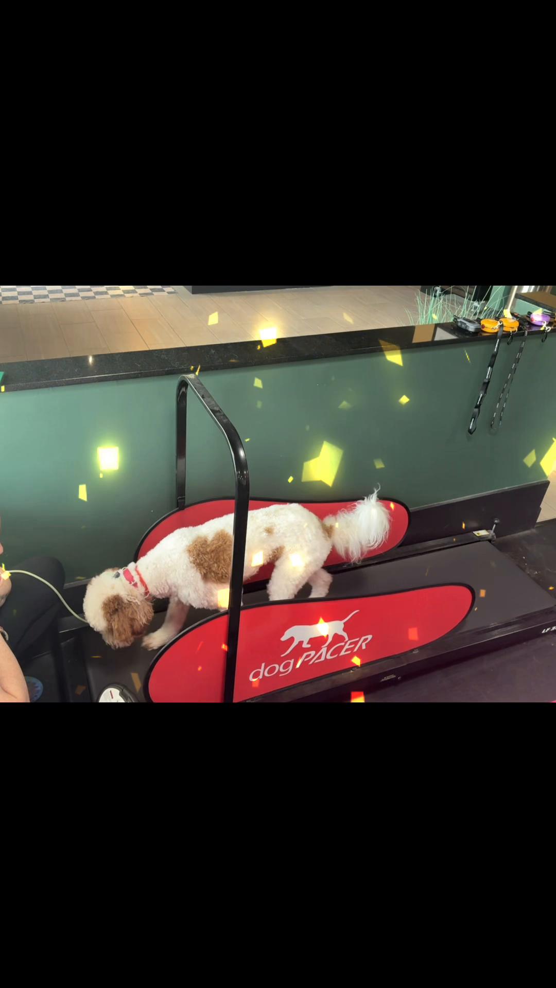 @Cordial Canine