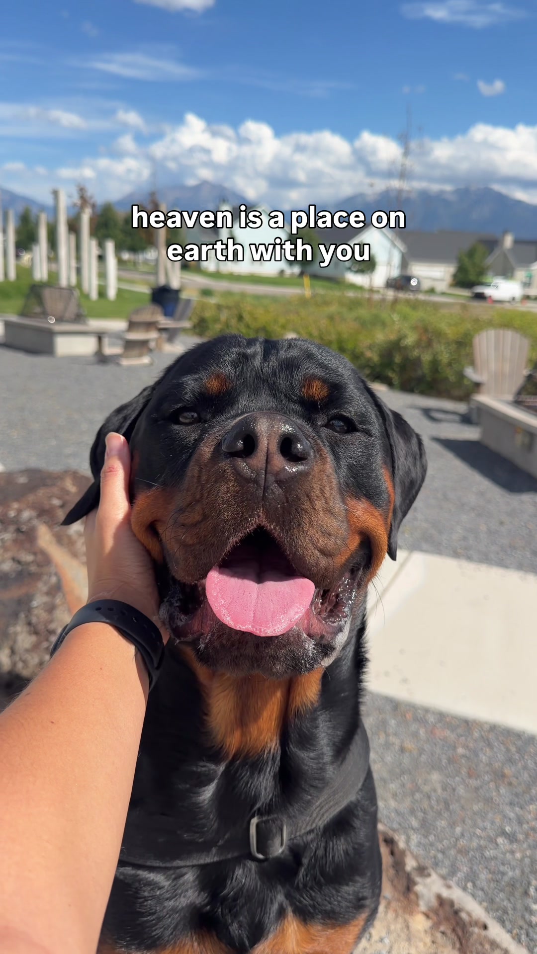 @Rex the Rottweiler