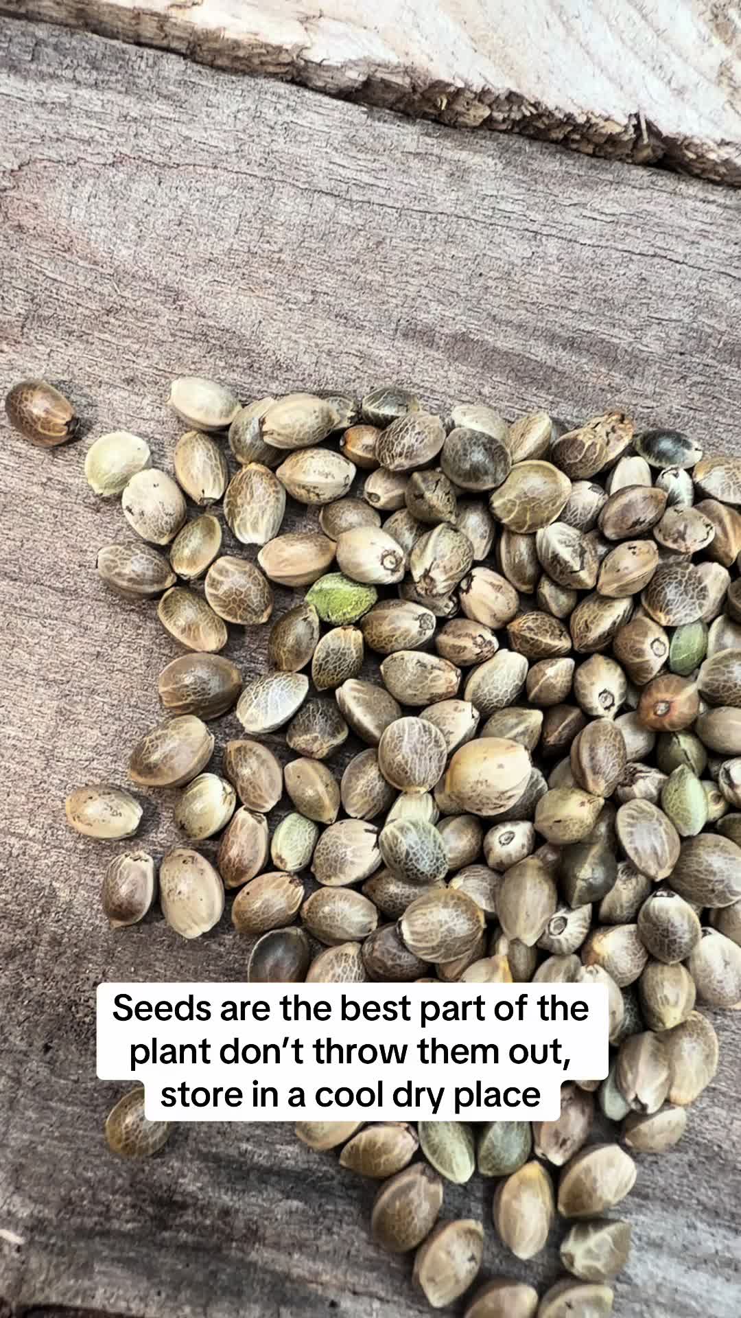 @SEEDTIVA