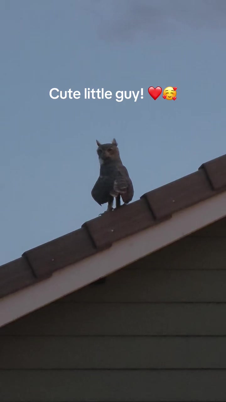 @LoriBodamer