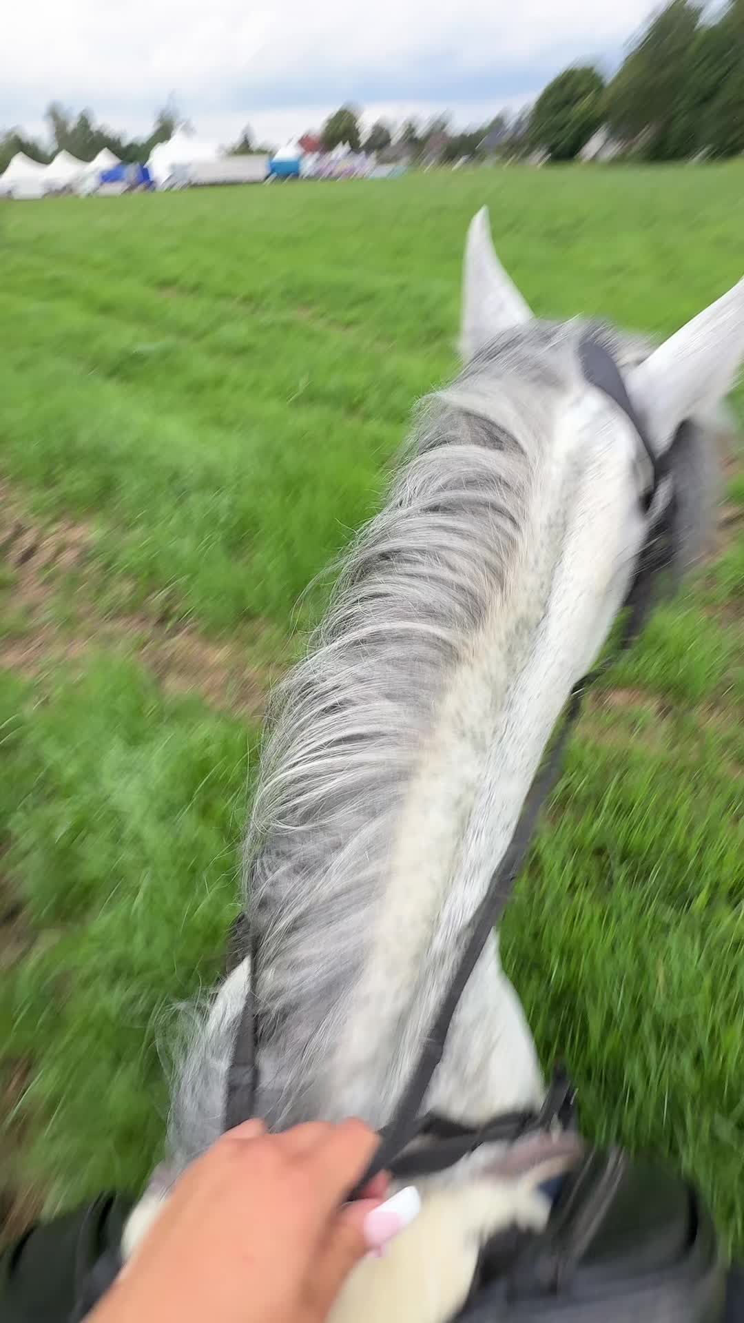 @Horses