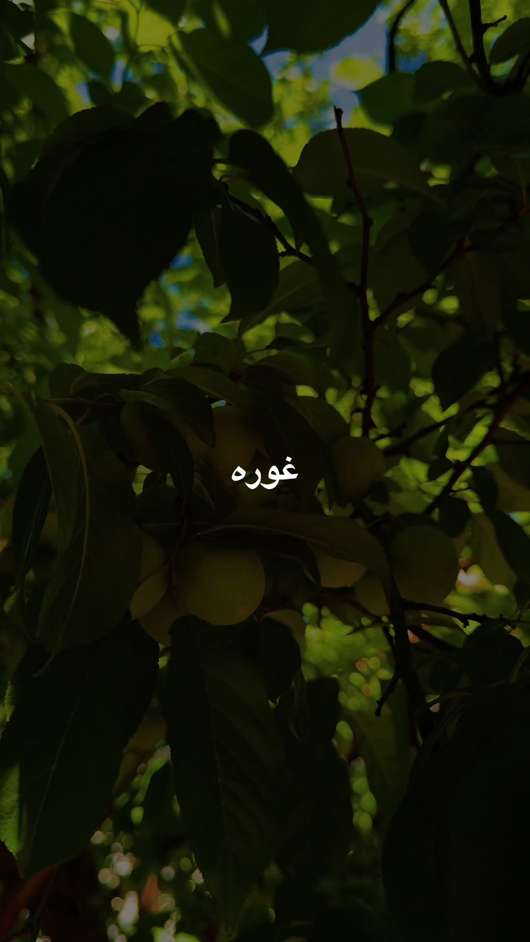@Naweed Nayib