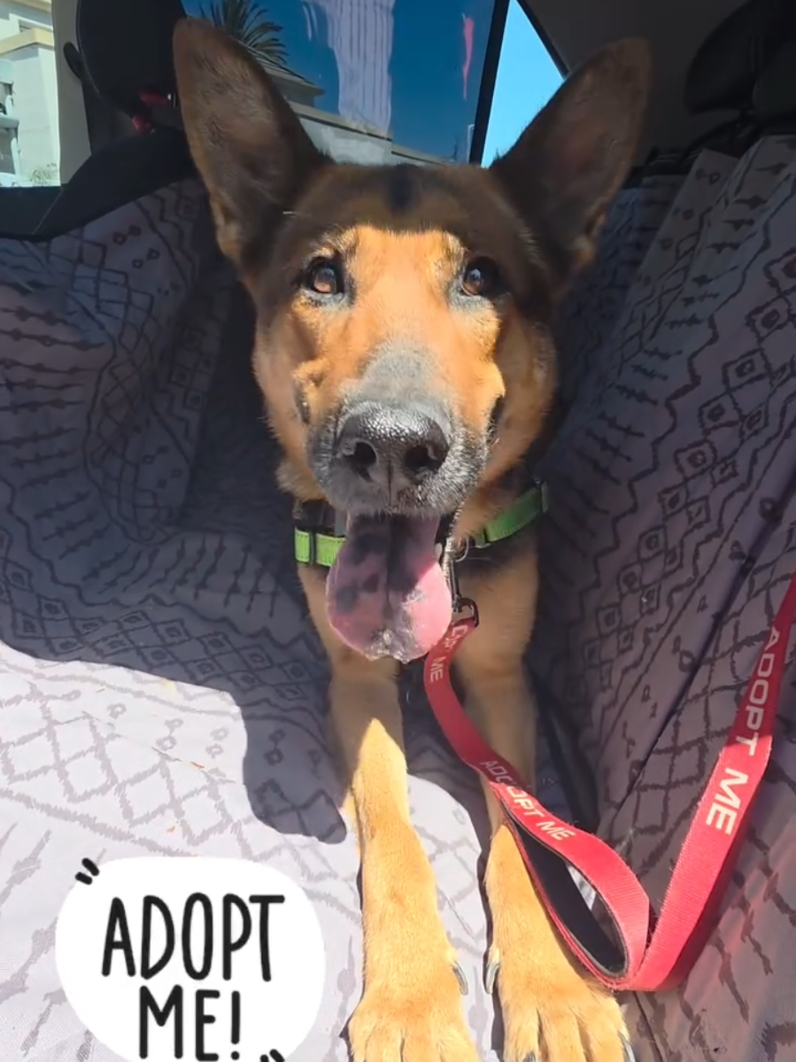 @Oakland Animal Services