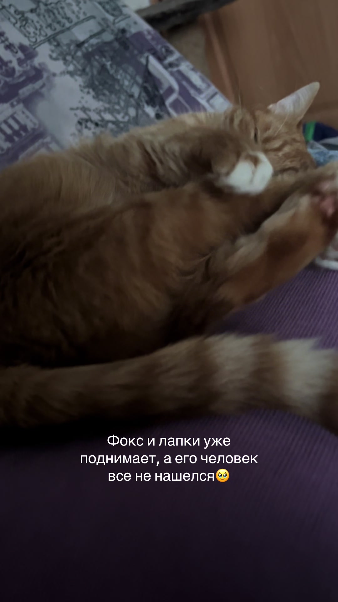 @Оля & Co🐈⬛🐈