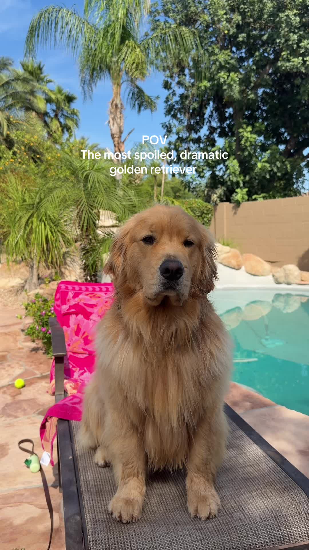 @Zebby The Golden Retriever