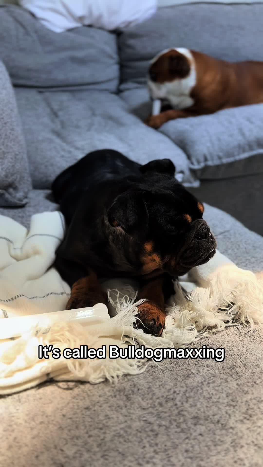 @Poptart The Bulldog
