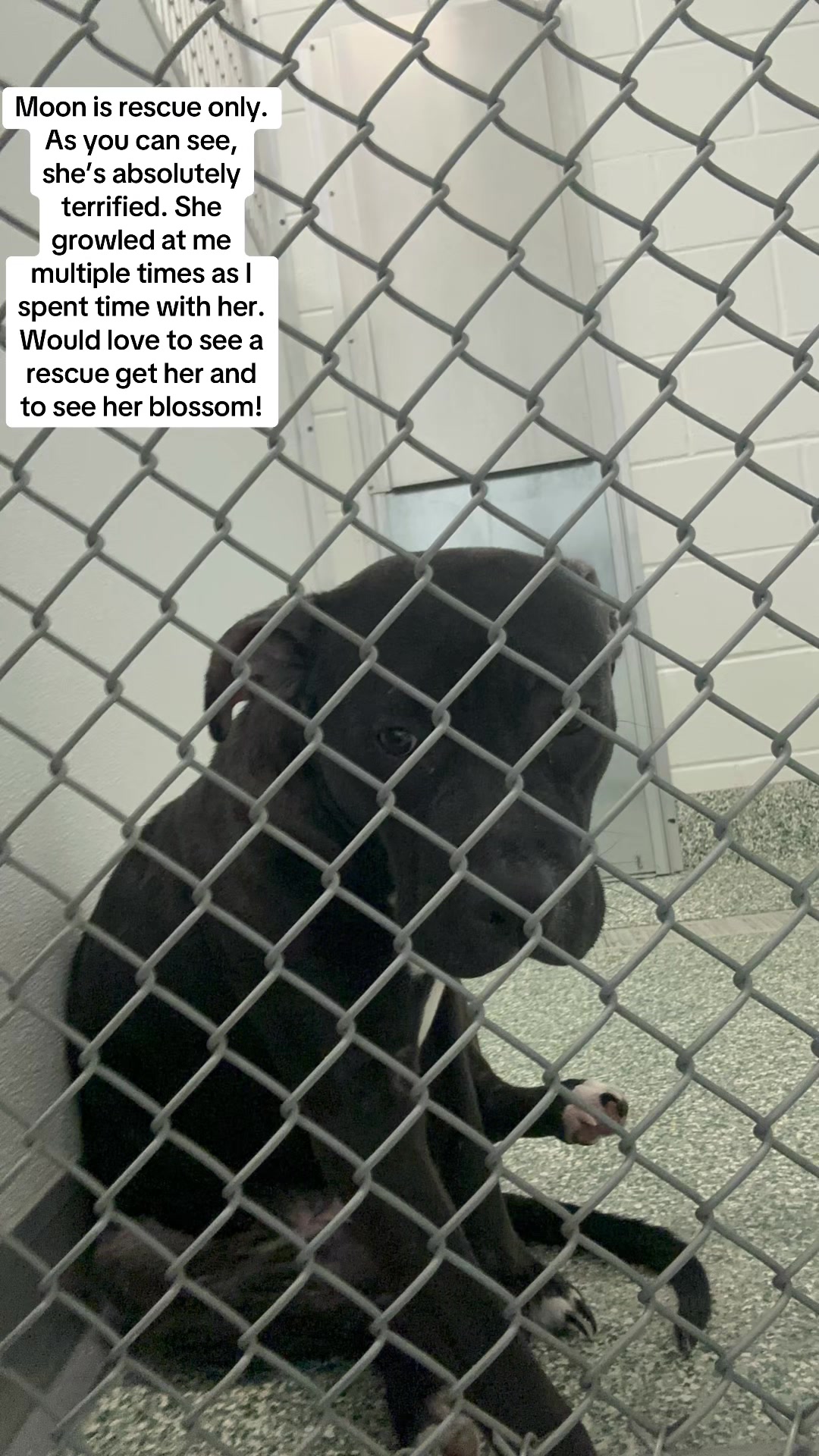 @Crazy Dog Lady