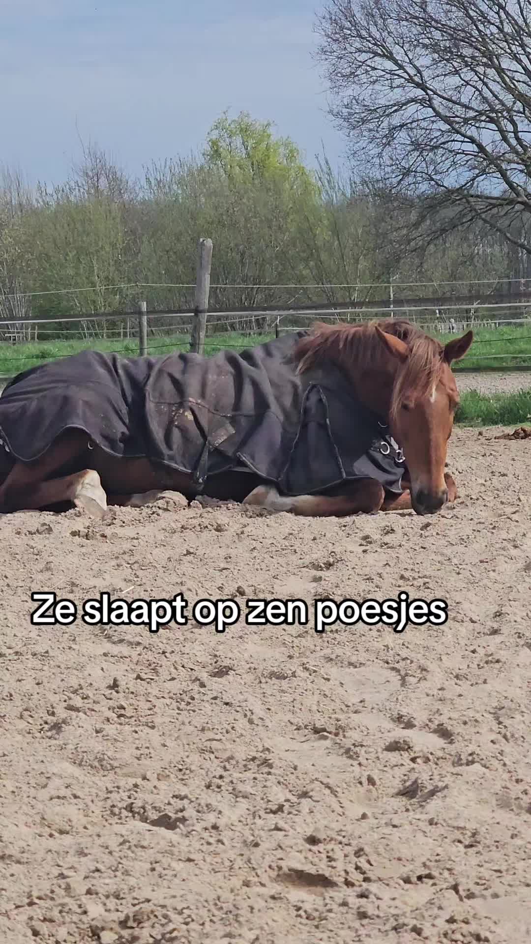 @Dino and horses