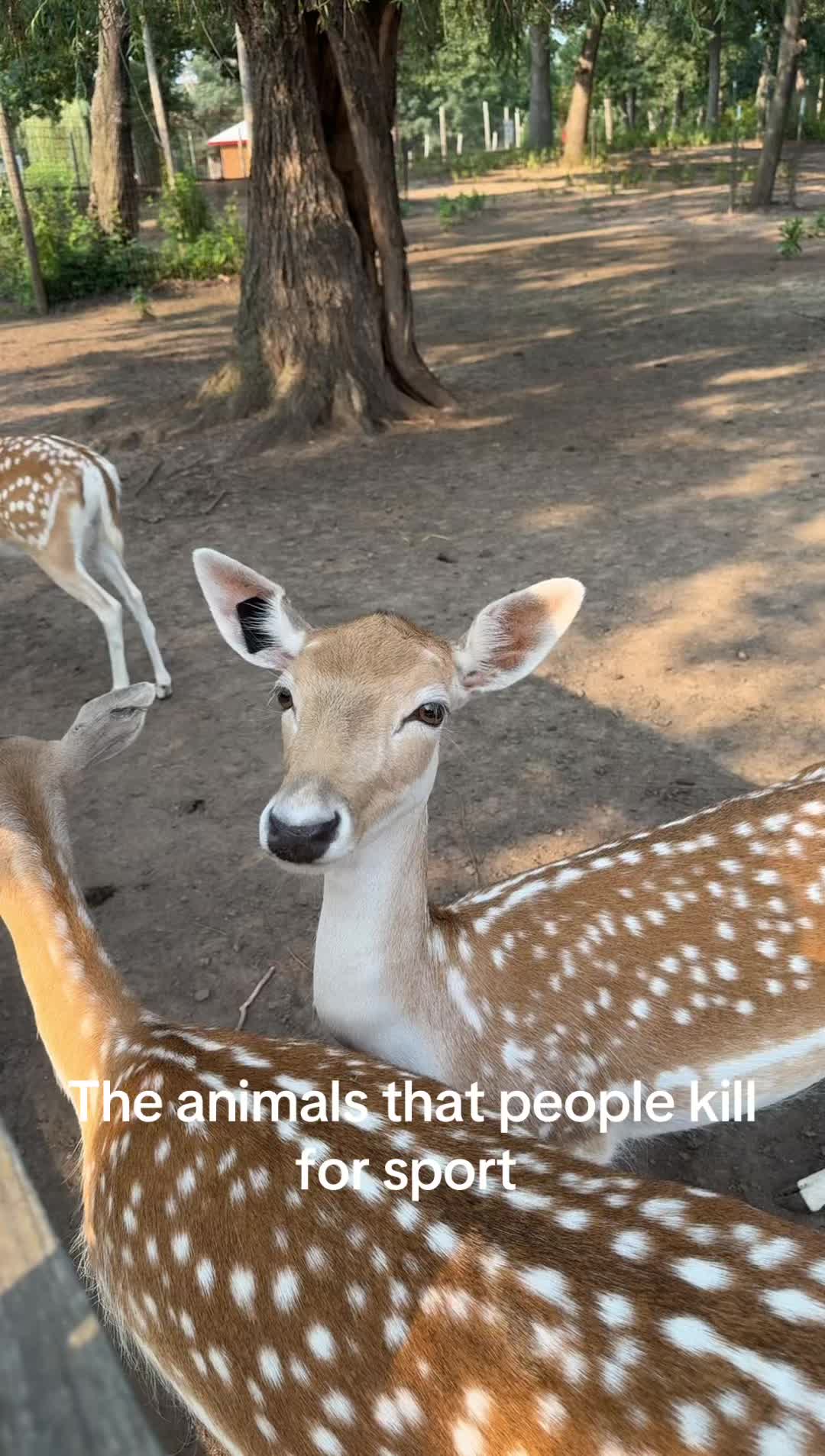 @the rescuers
