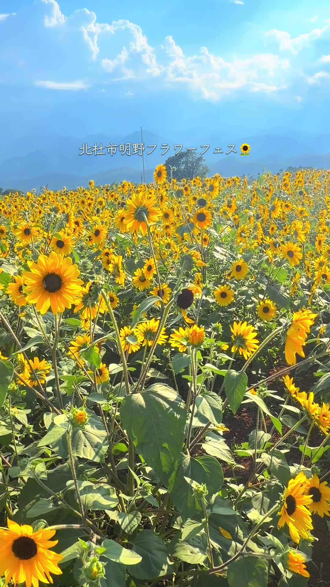 @y【宿.サウナ.花火】