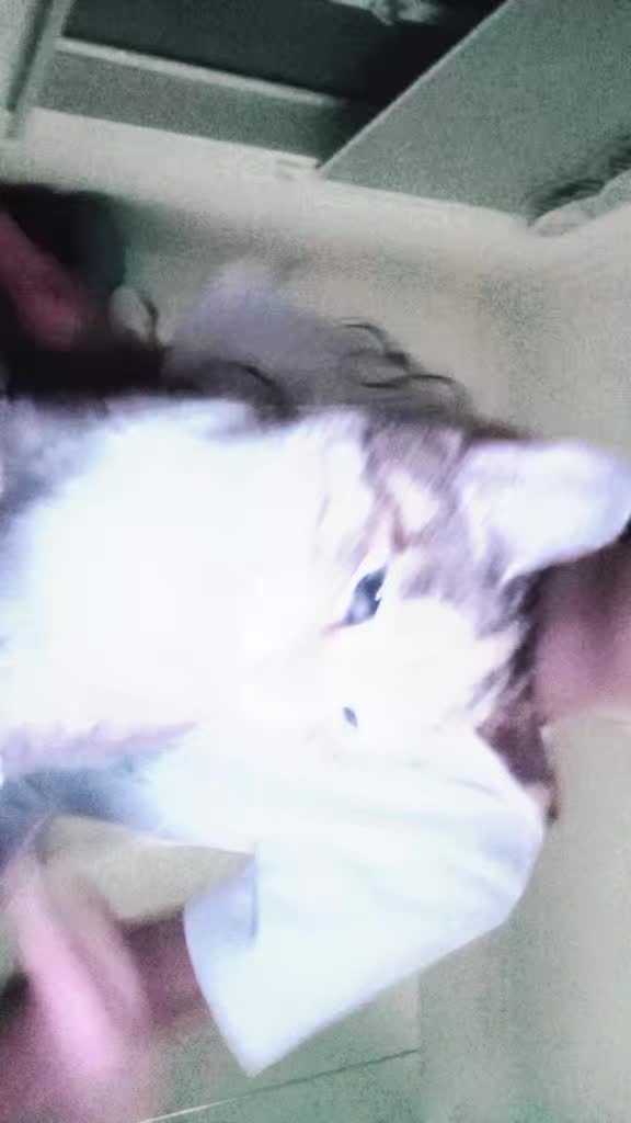 @Мукабай 🐈