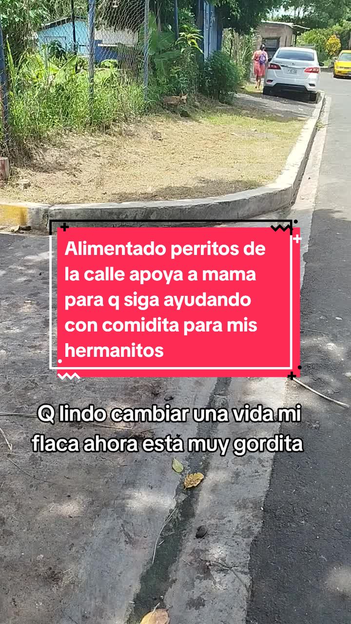 @ayudando perritos