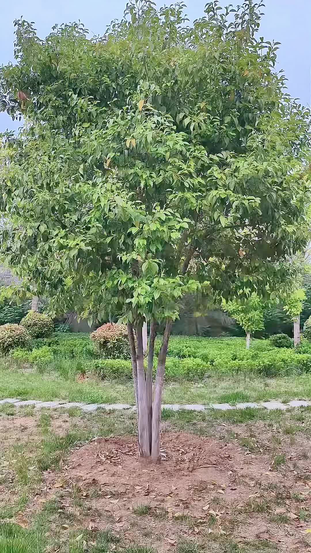 @lrdgdwxpq03212