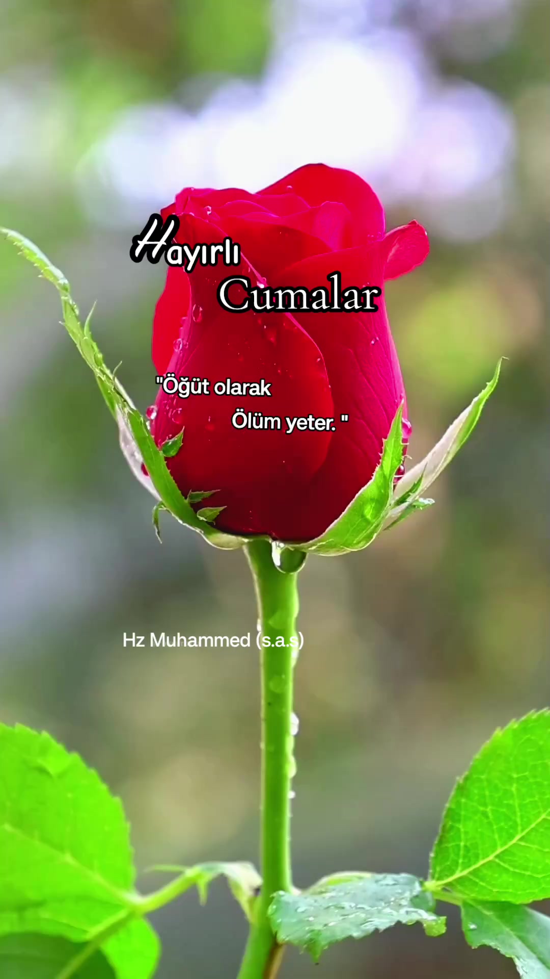 @tekbirr_Allah