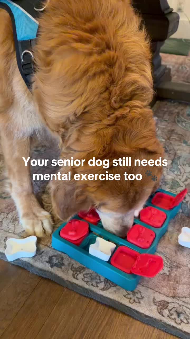 @DogMomisms