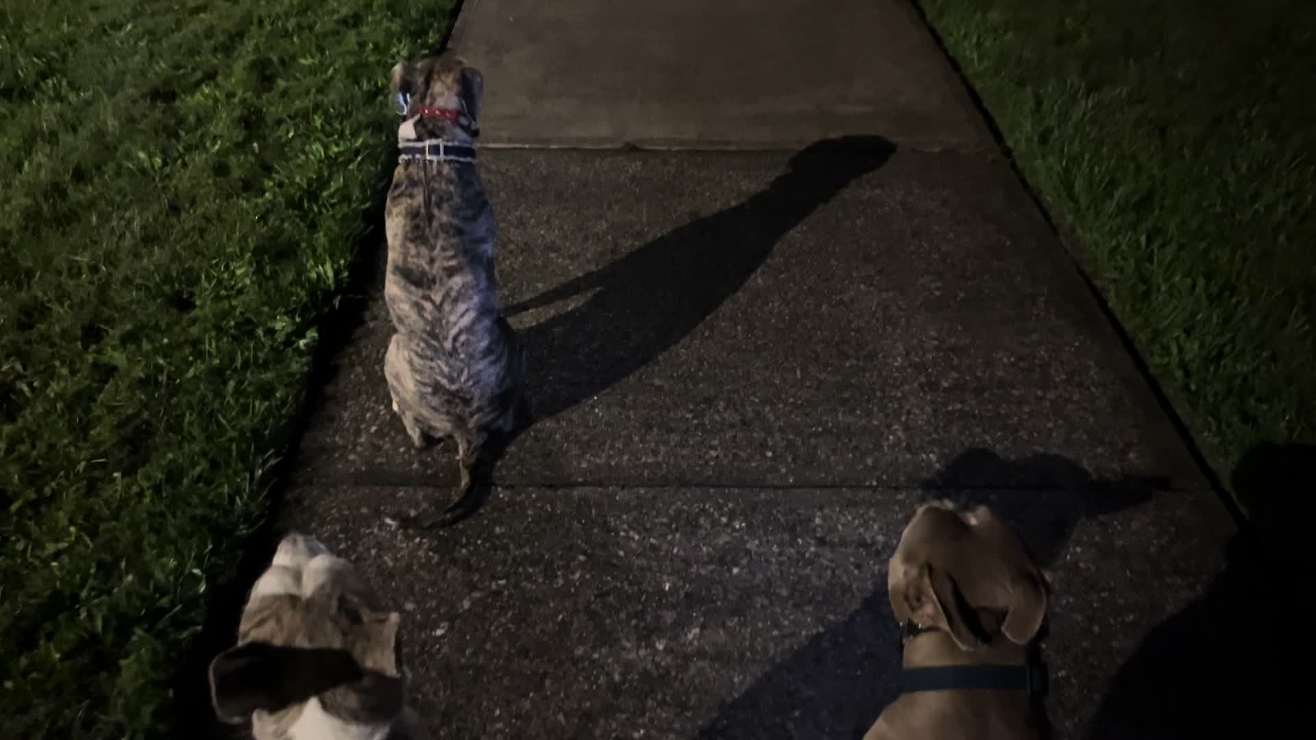 @Jay TheDog Trainer