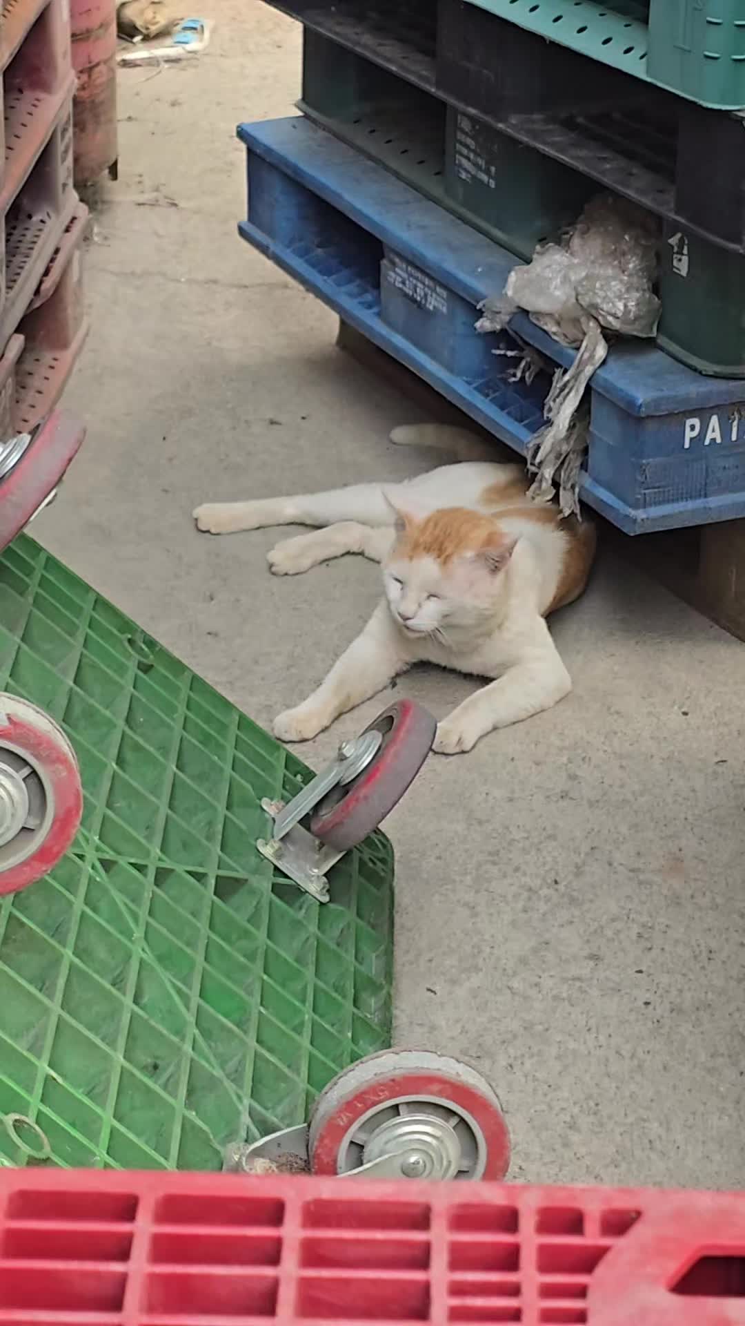 @고양이 형아