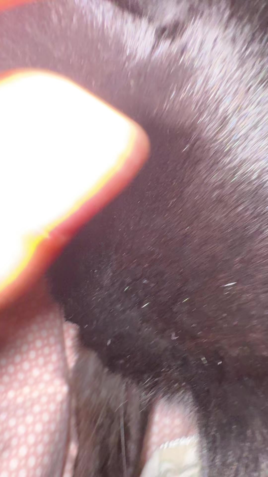 @Лёлька🐈