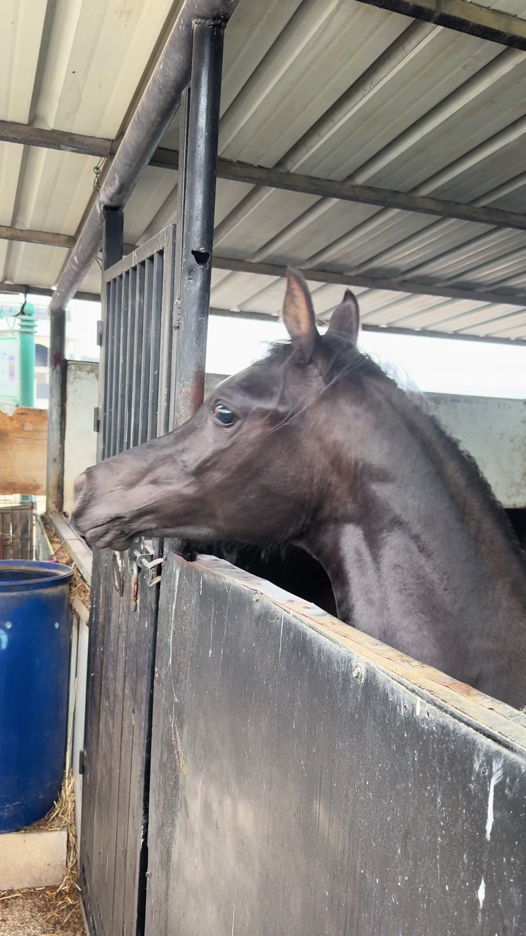 @חוסיין כעביה🐎