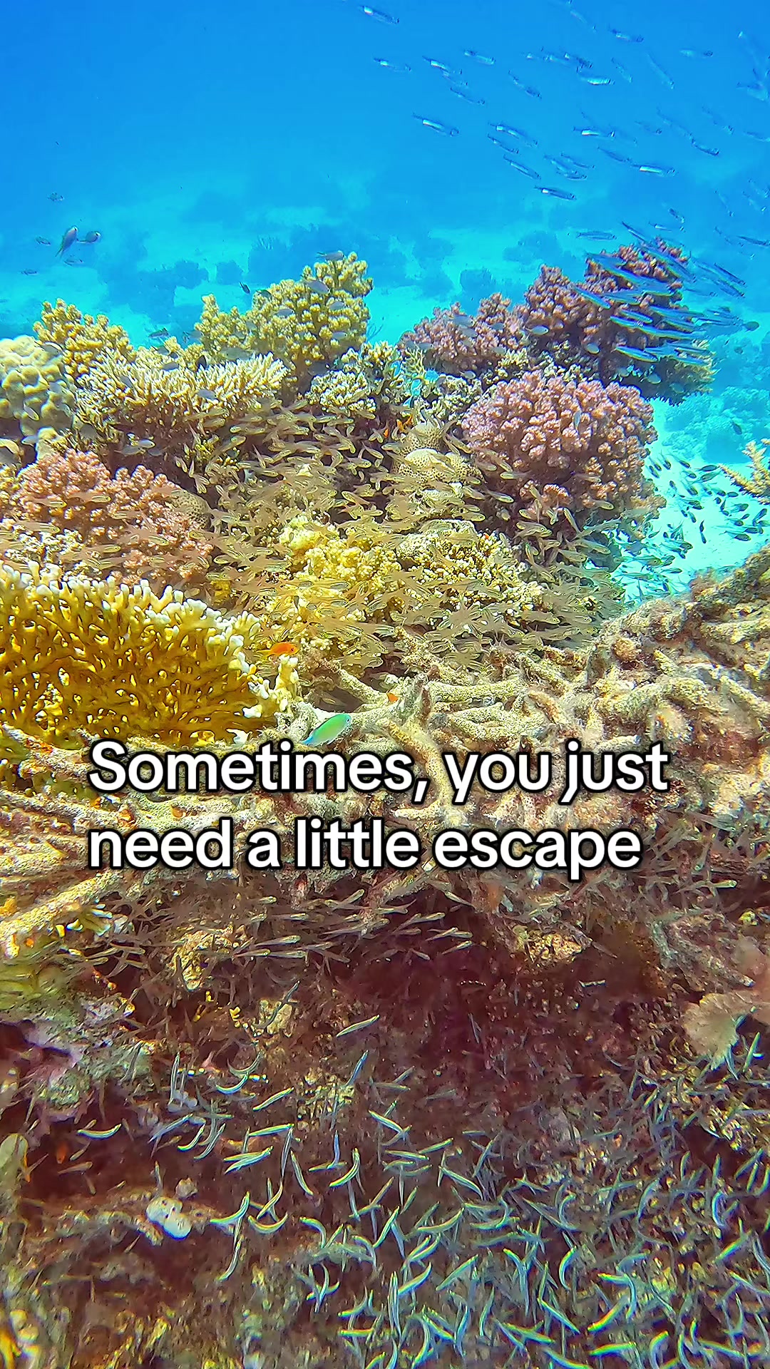 @Underwateramira 🤿♥️
