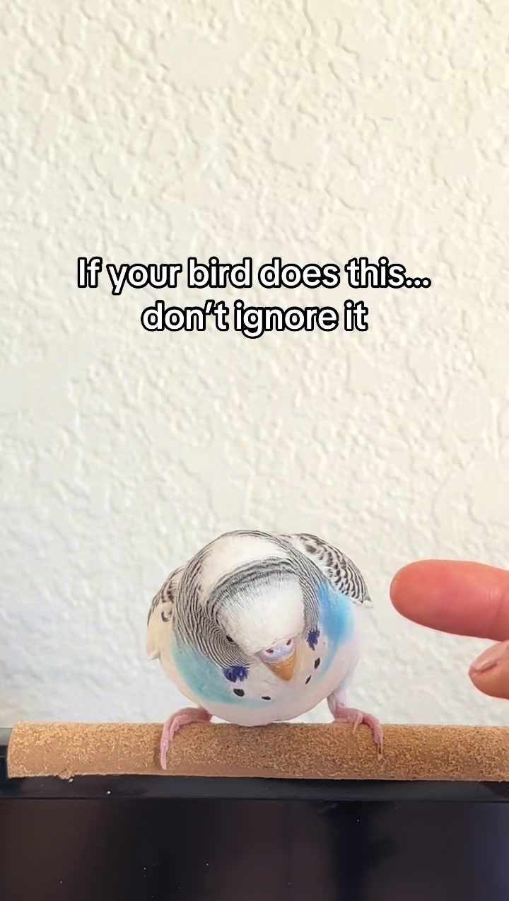 @Tiny Tweets