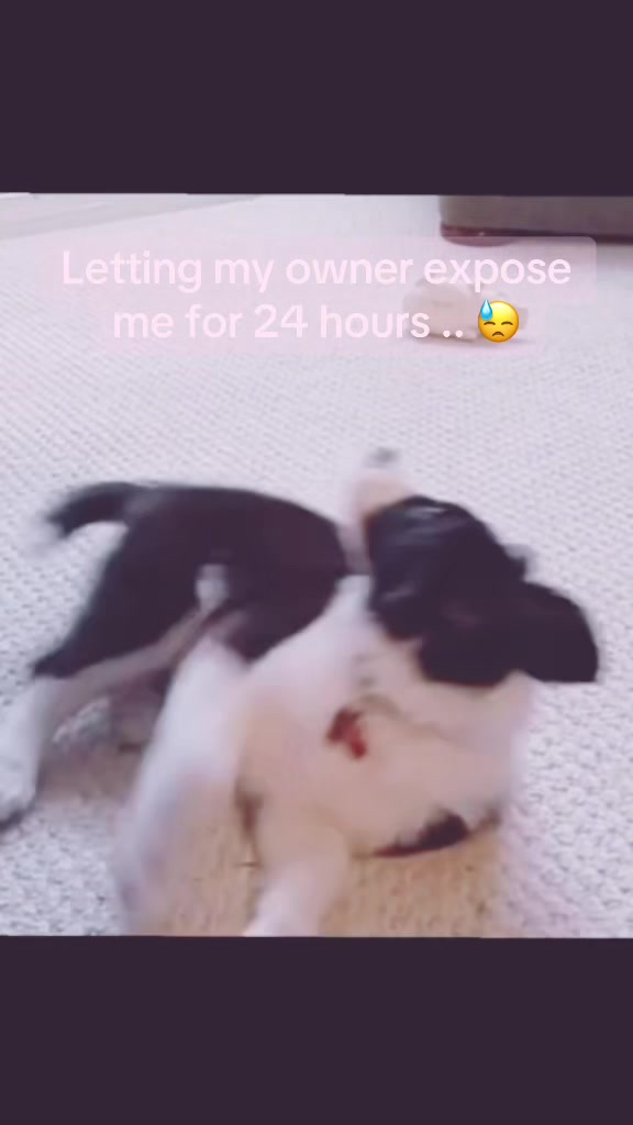 @Puppy (₊˚🦴🪽⋆˚꩜)
