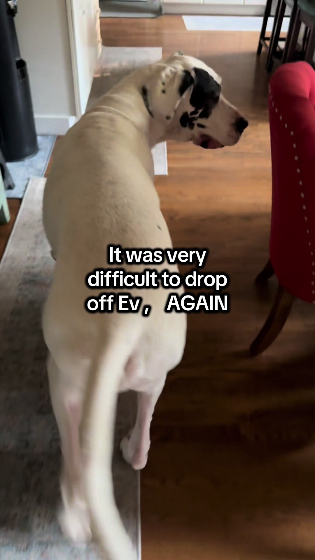 @Raising Dane