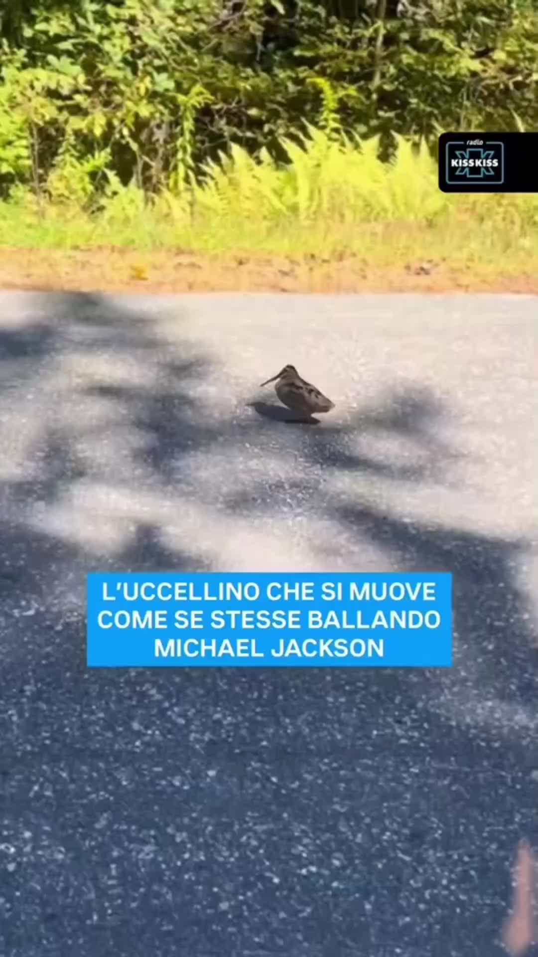 @Silvano Mazzocco