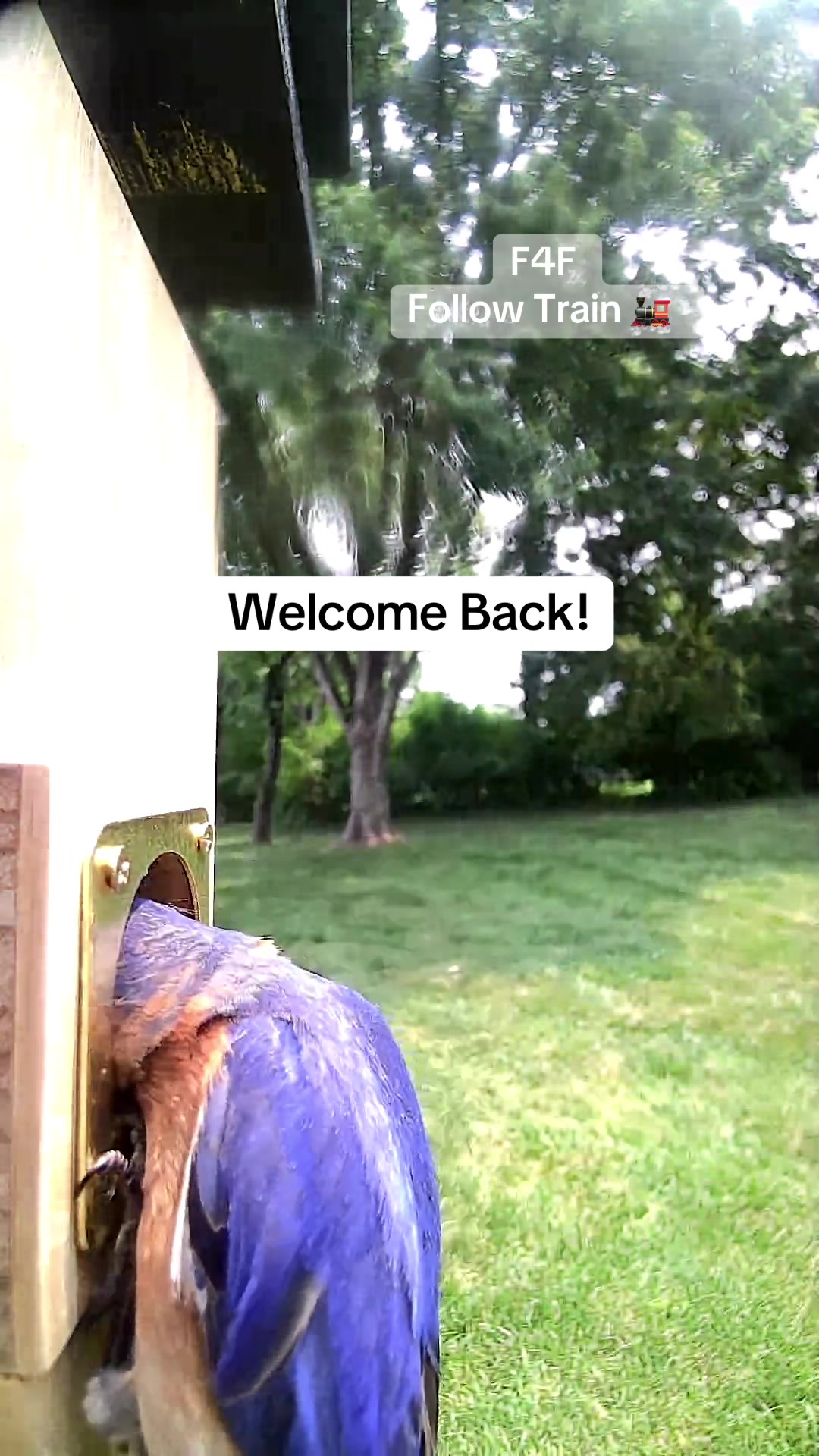 @geniebear&rsquo;s backyard birds