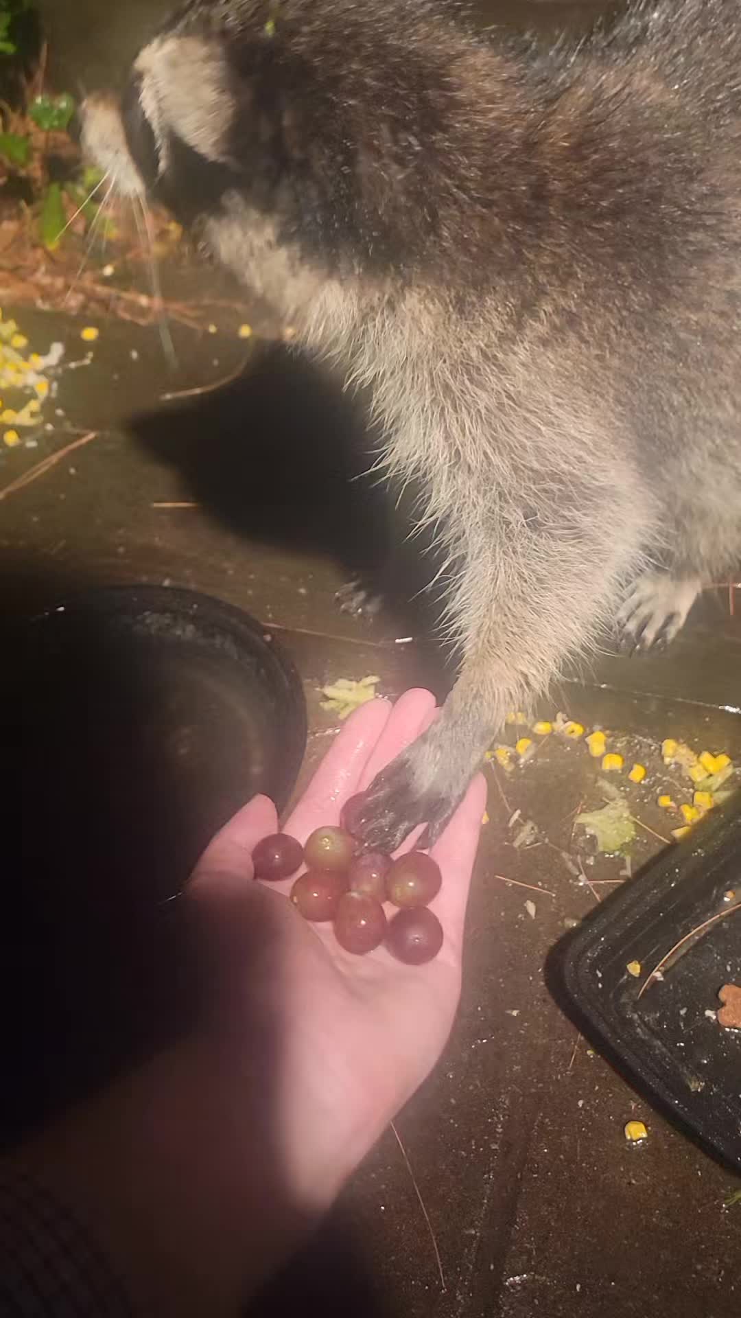@Your local raccoons