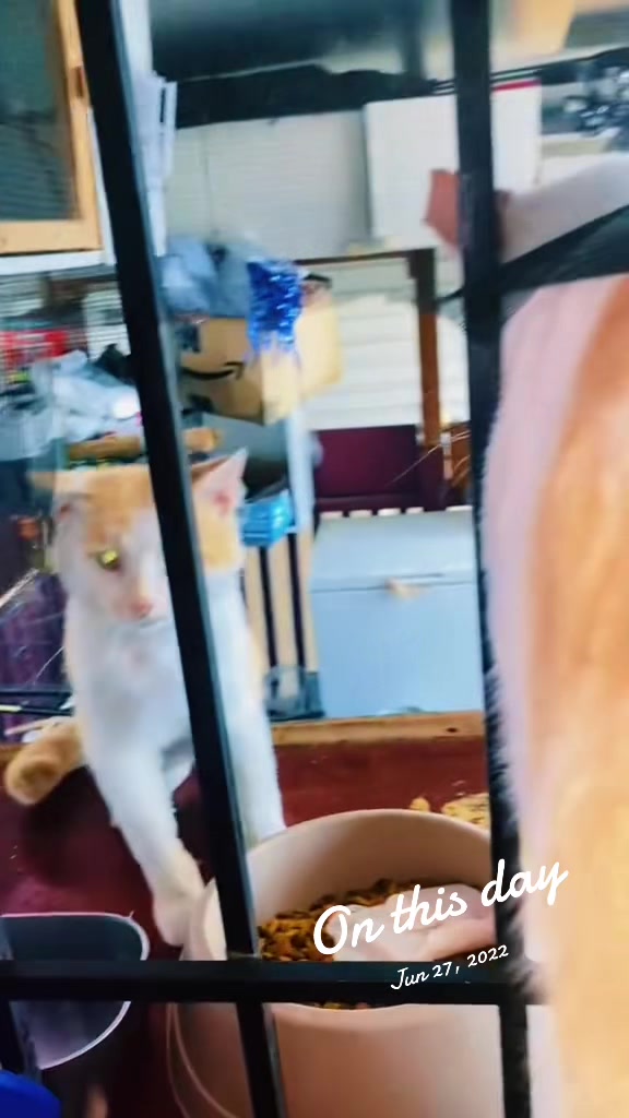 @pantherthecat_ 0711