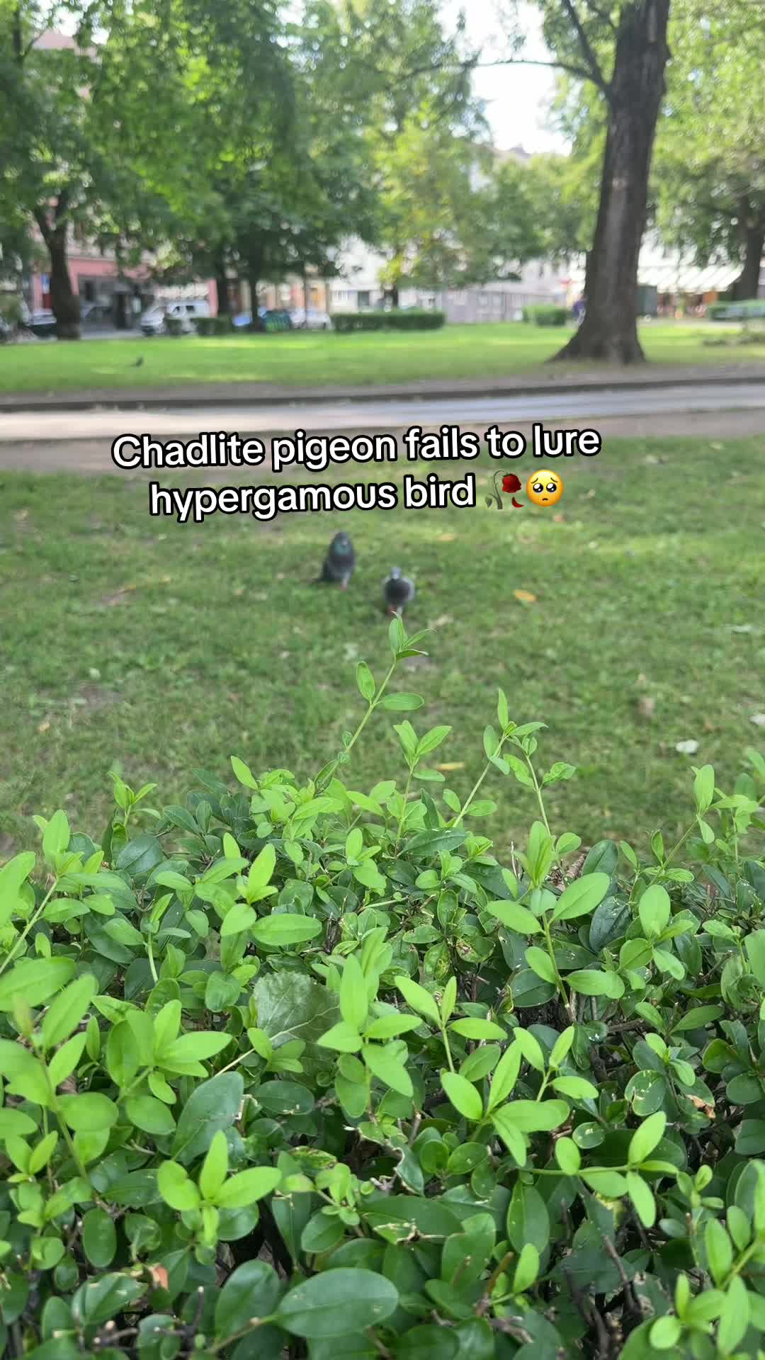 @Chibby