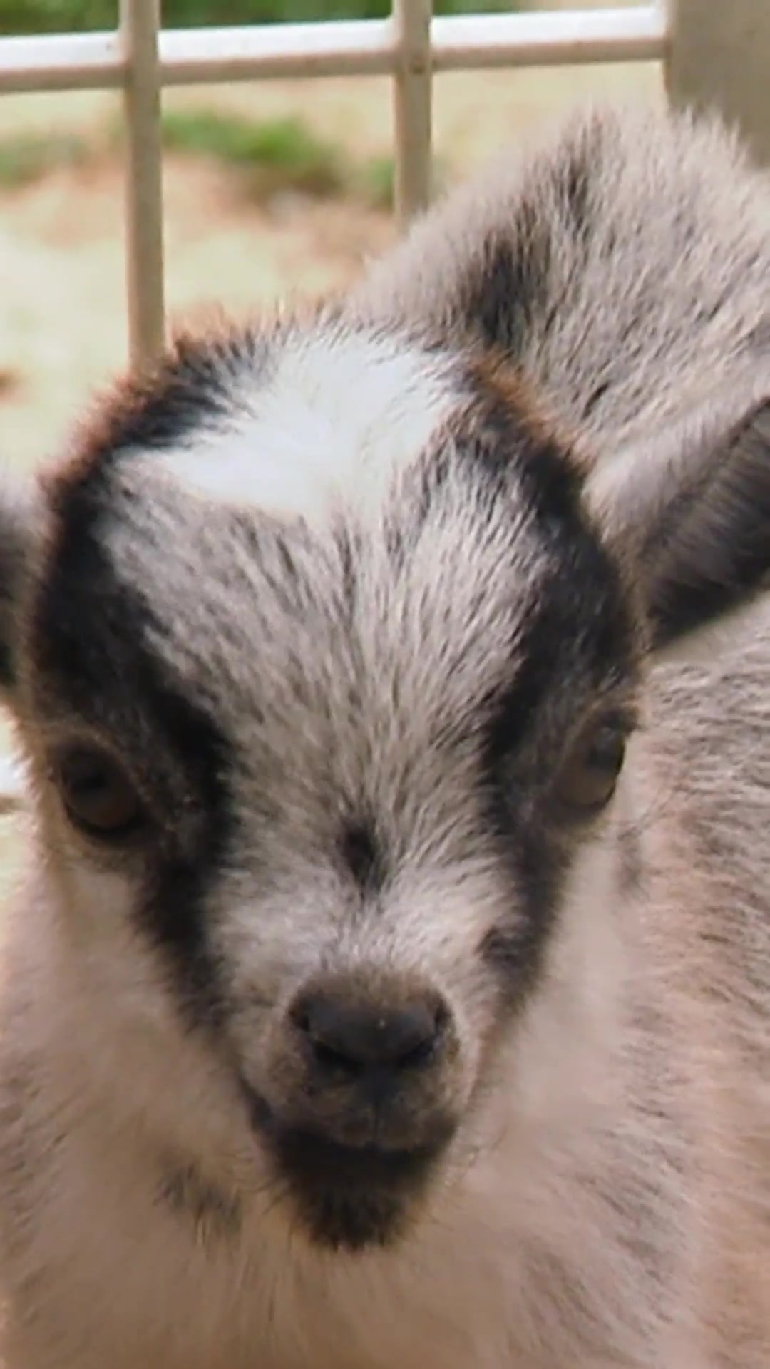 @Animal Planet