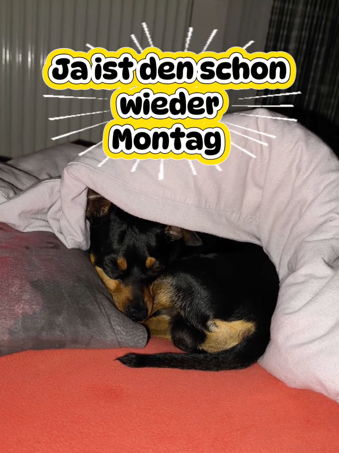@ICH BIN'S