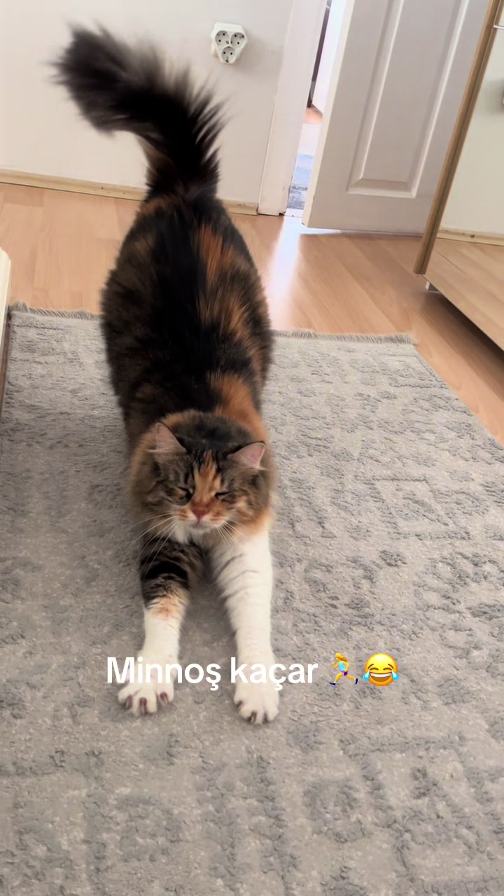 @konusankediminnos