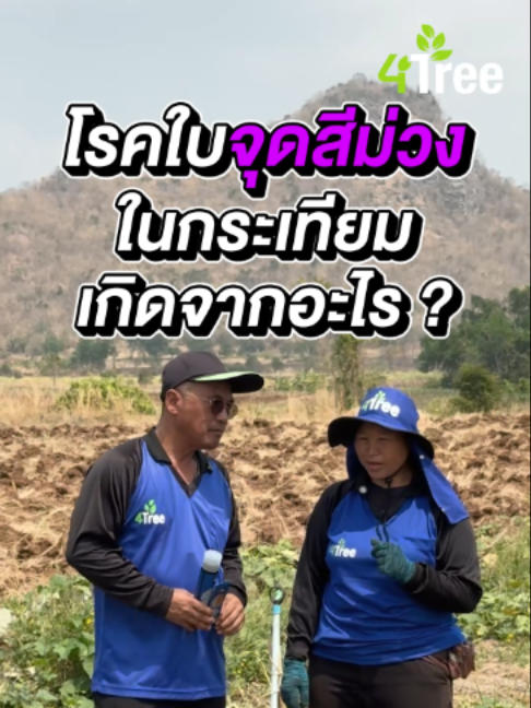 @4Tree A4S Thailand