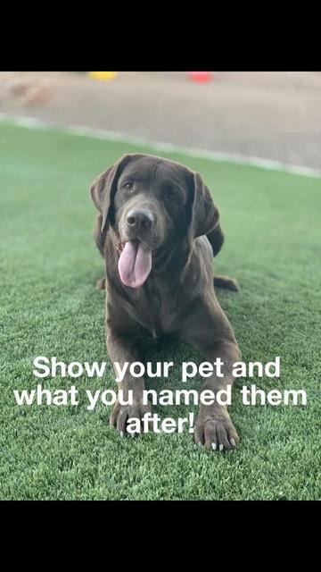 @TheadventuresofBronx&Boone