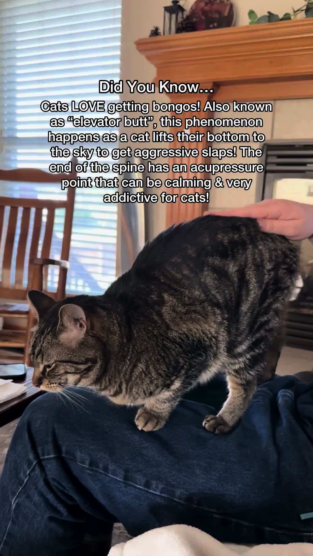 @Chip The Manx