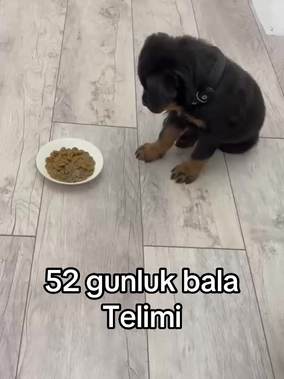 @RottweilerBaku