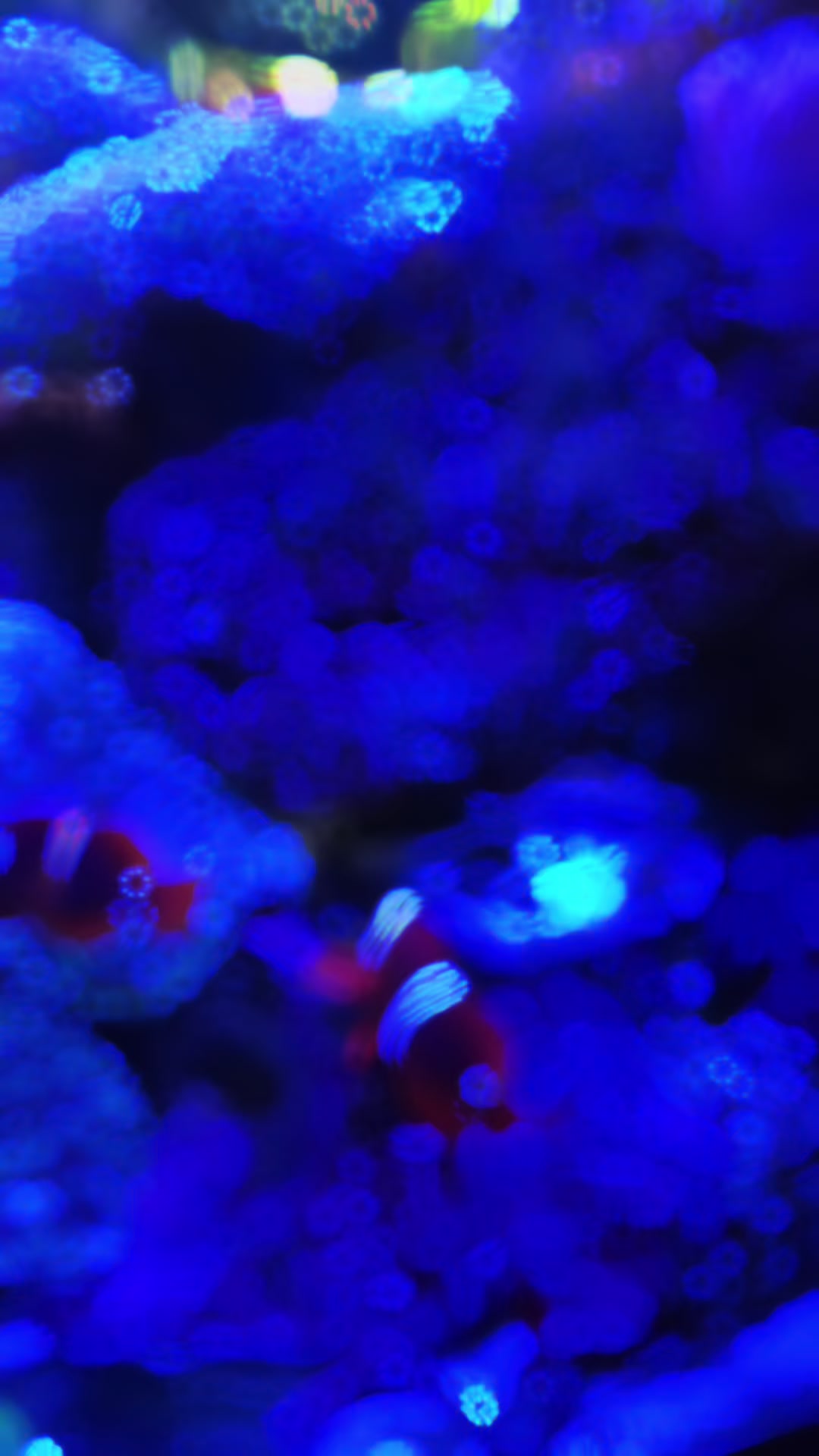@Acuario Fish Lovers