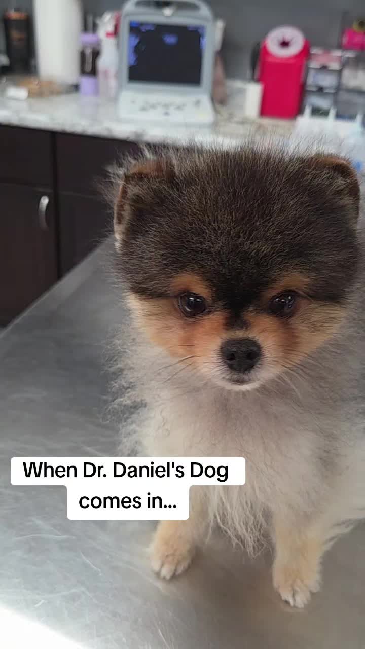 @Chateau Dog & Cat Hospital