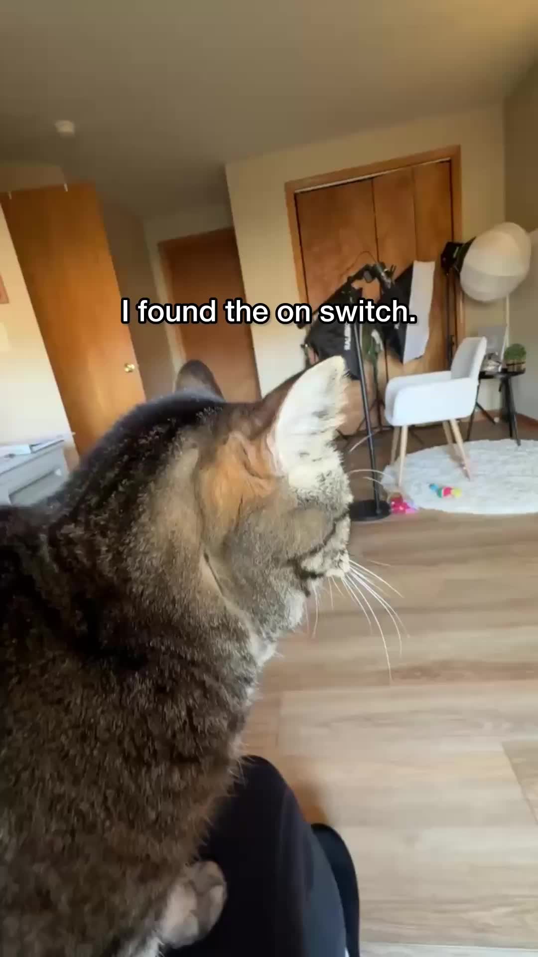 @Chip The Manx