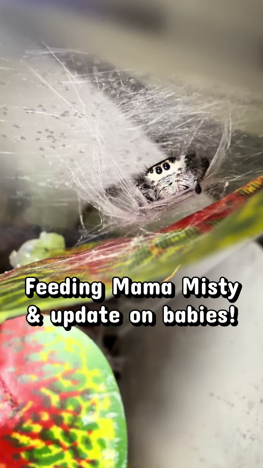 @arachnids