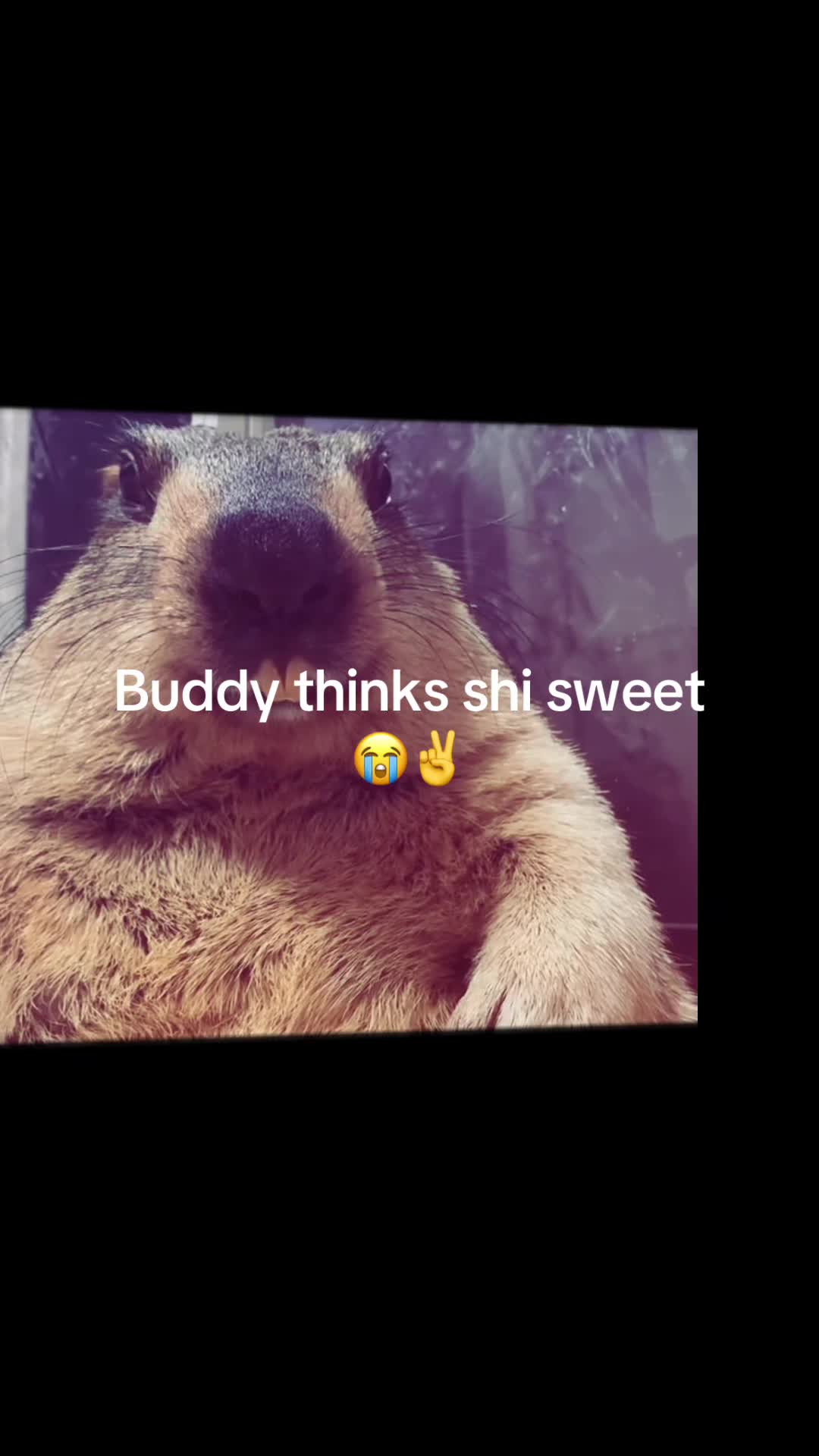 @dailymarmot00