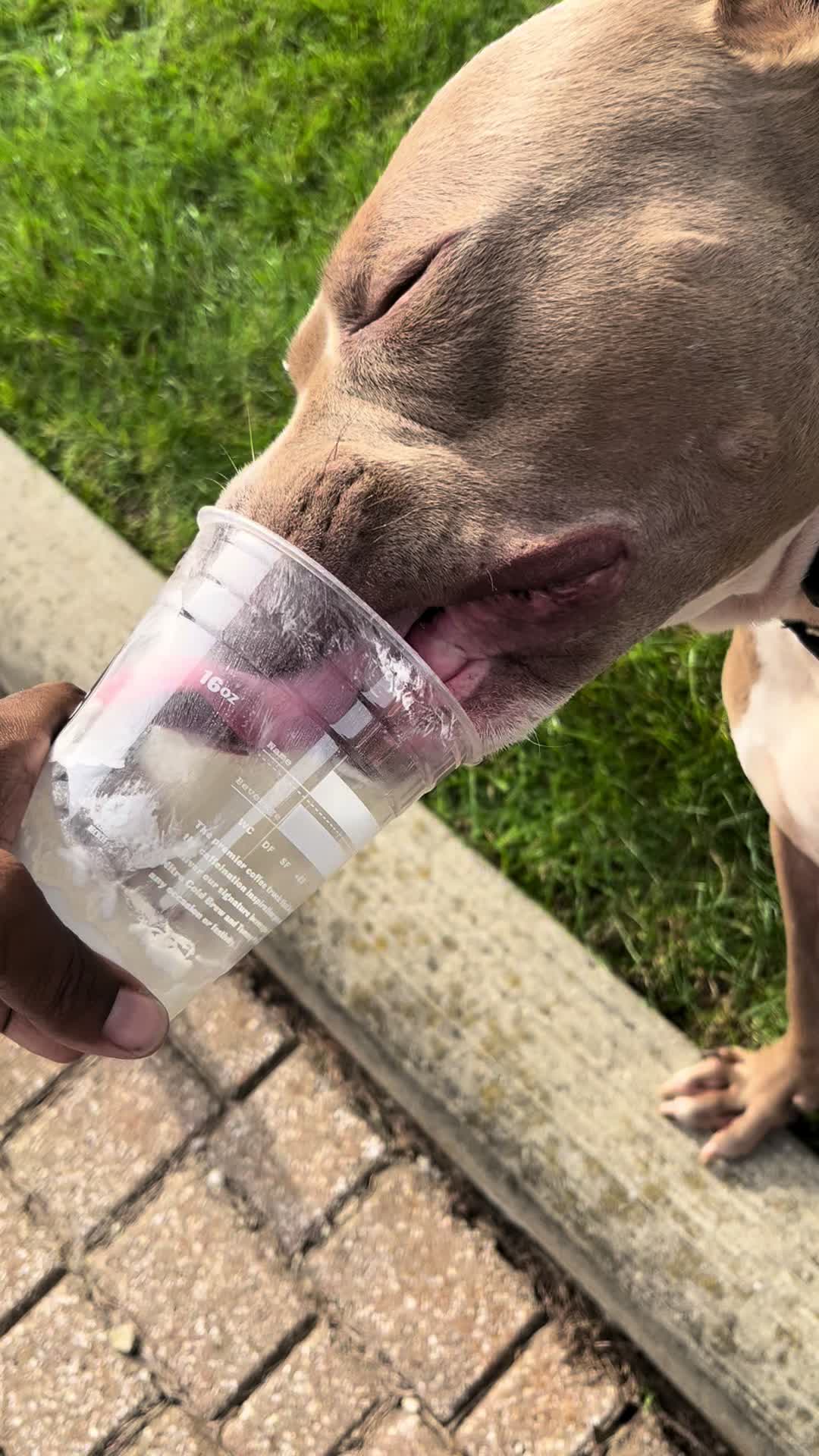 @Jay TheDog Trainer