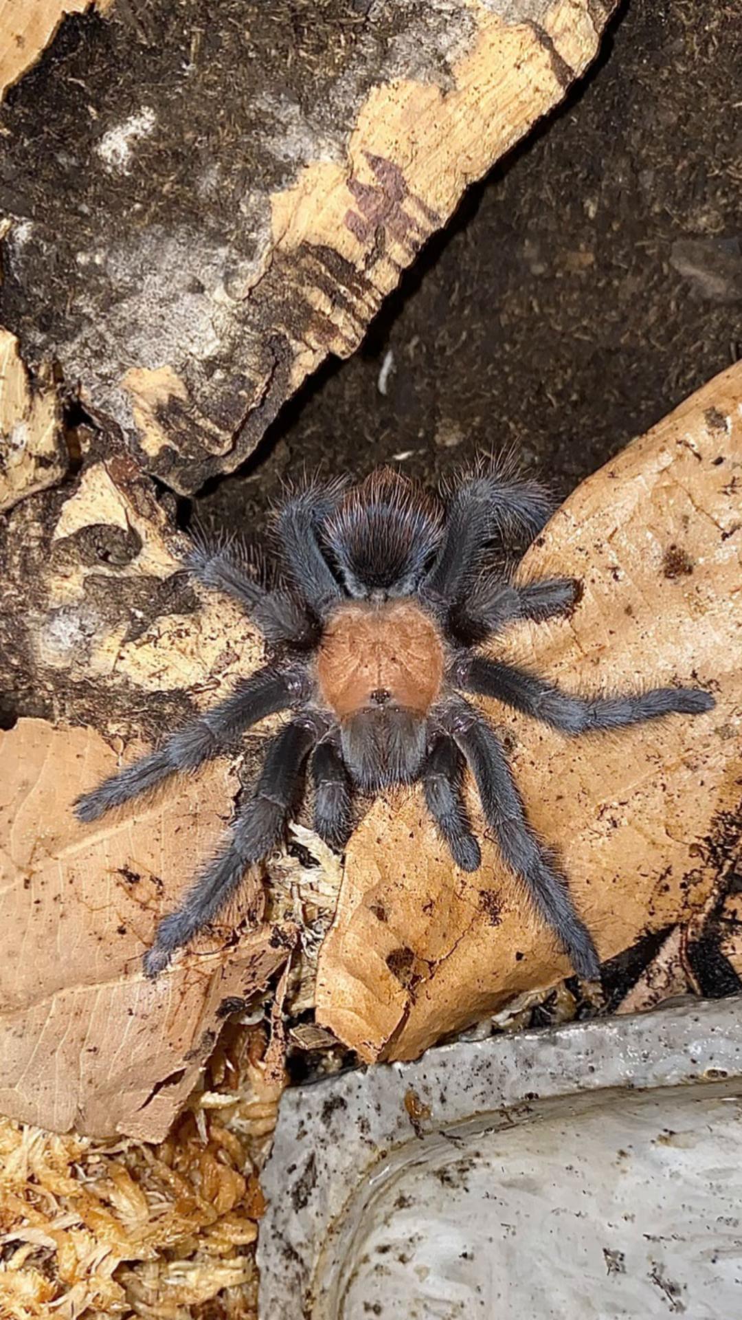 @vidaexotic_tarantulas