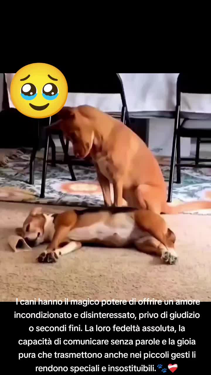 @cuore.animale