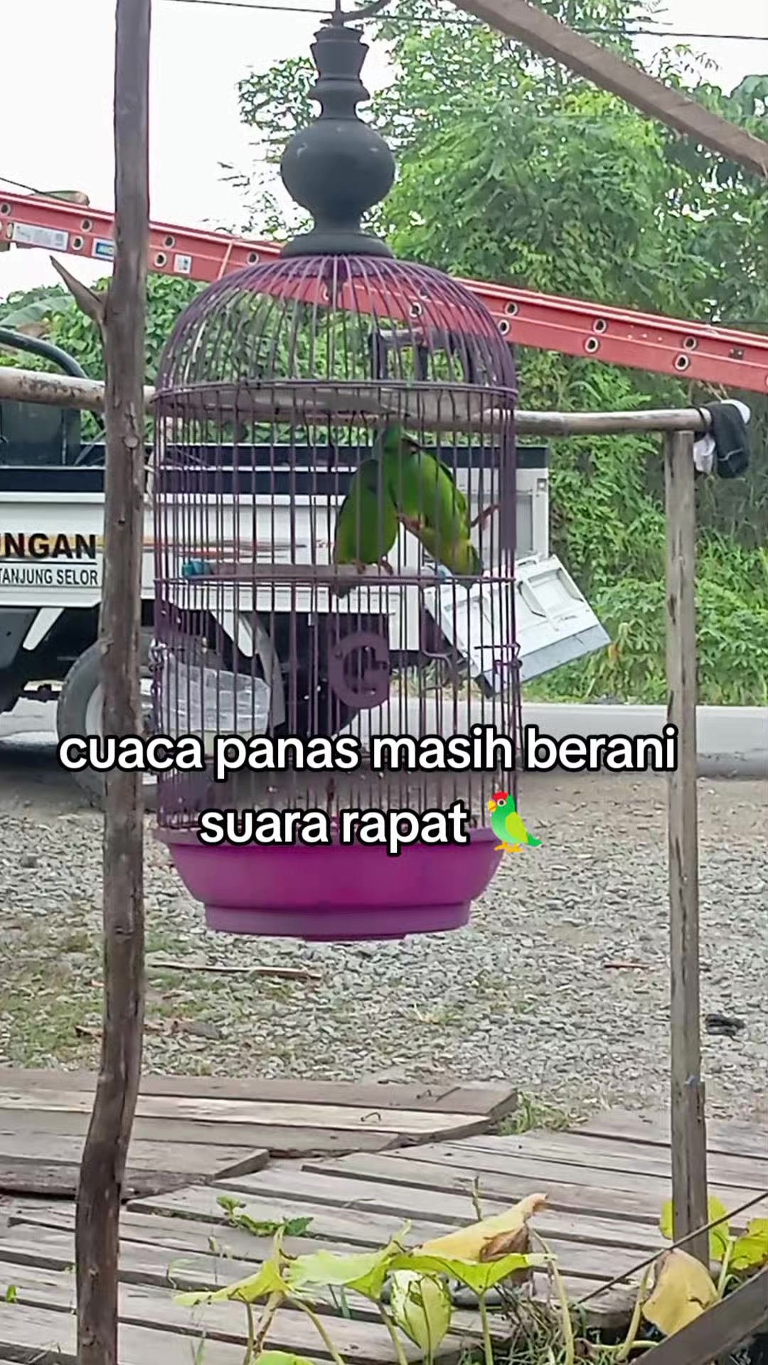 @Srindit kaltara 🦜