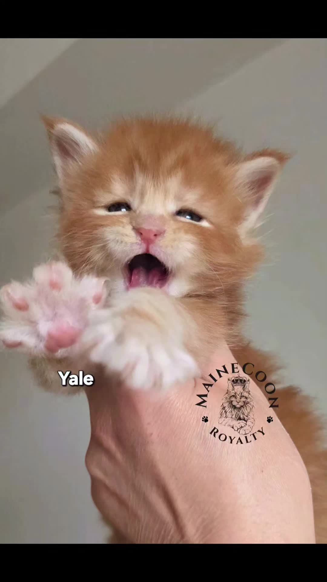 @MaineCoon Royalty