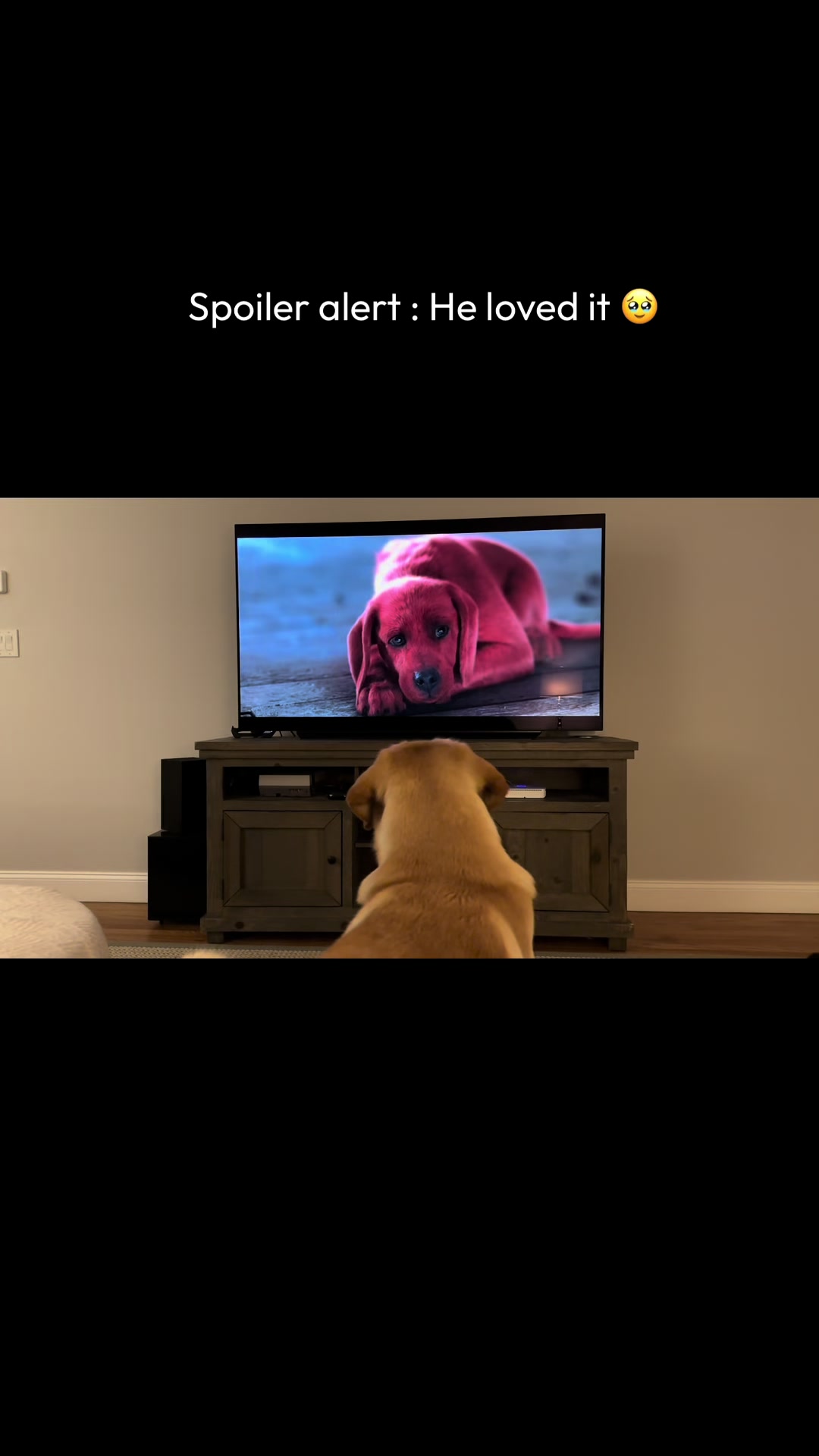 @Lord Jack The Yellow Lab